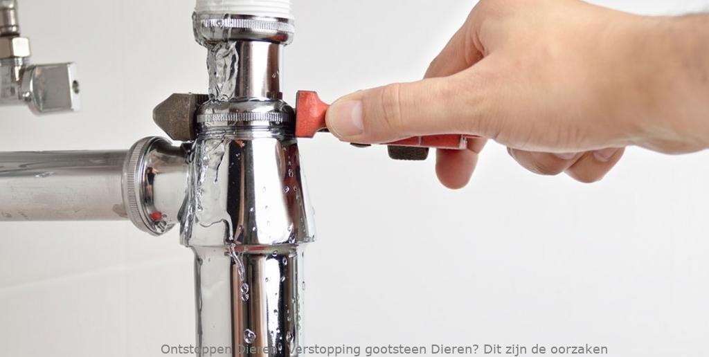 Verstopping gootsteen Dieren? Dit zijn de oorzaken