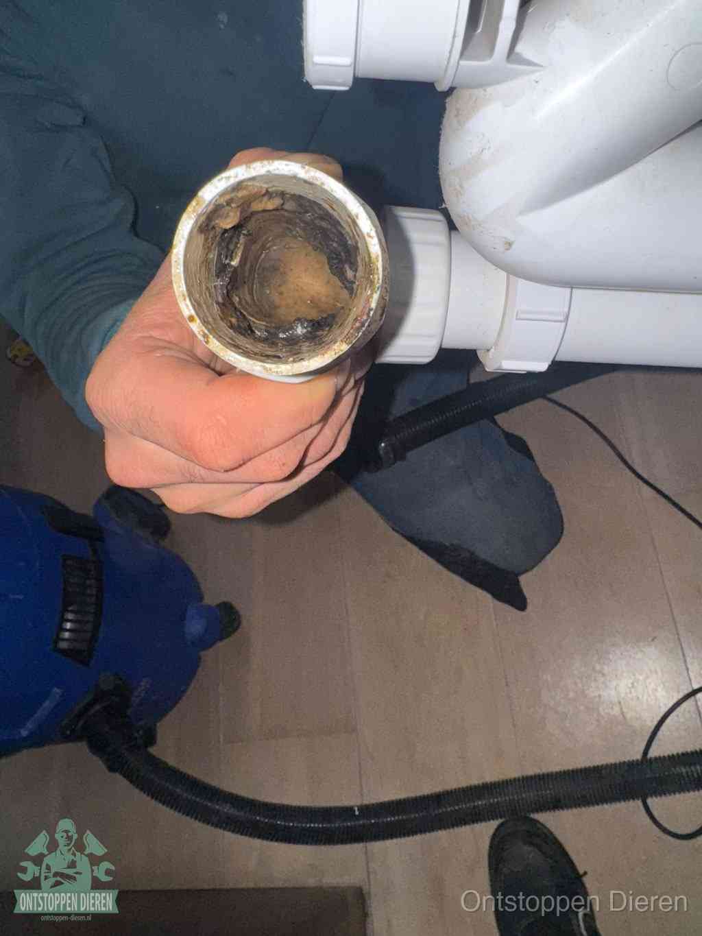 Een hand houdt een losgekoppeld PVC-afvoerbuisstuk vast dat van binnen volledig is dichtgeslibd met vet, vuil en aanslag, de meest voorkomende oorzaak van een verstopte afvoer in Dieren