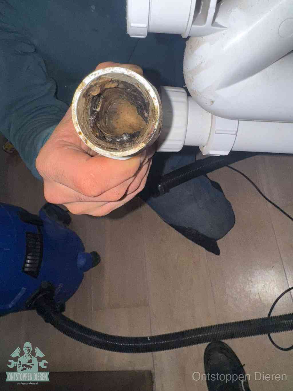 Een losgekoppelde afvoerbuis die van binnen volledig is dichtgeslibd met vet en aanslag, de meest voorkomende oorzaak van een verstopte gootsteen in Dieren