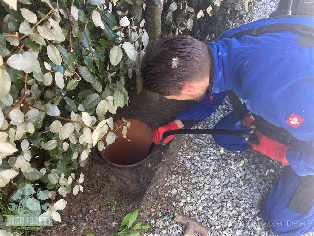Periodieke rioolreiniging in Dieren