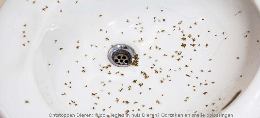 Rioolvliegjes in huis Dieren? Oorzaken en snelle oplossingen