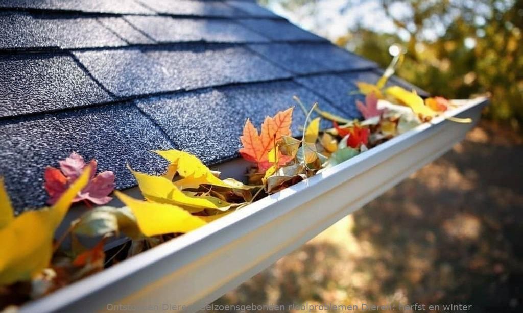 Seizoensgebonden rioolproblemen Dieren: herfst en winter