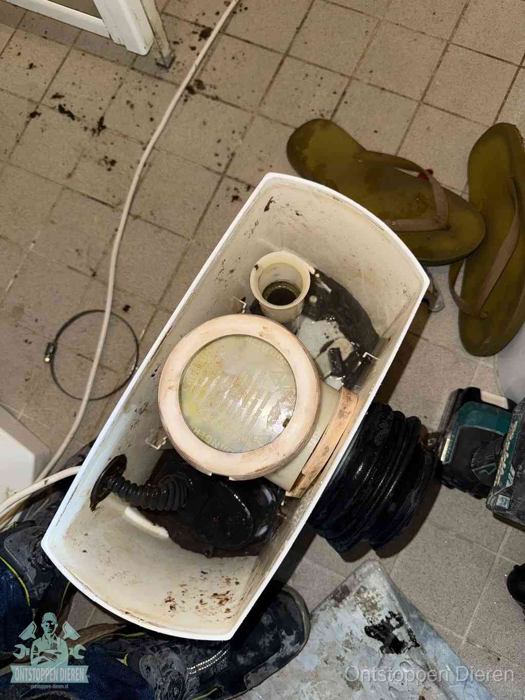 Een gedemonteerde toiletpot op de vloer met ontstoppingsveer en gereedschap ernaast, het verwijderen van een vastzittend voorwerp uit de wc in Dieren
